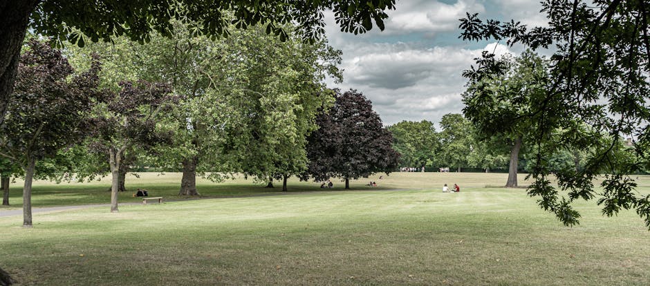 A spacious park with a well-maintained grassy area, several mature trees with green and dark purple foliage, and a few people sitting on benches and the grass under partly cloudy skies. The scene features a pathway running through the park, visible in the background, indicating an accessible outdoor space suitable for leisure activities. The lighting suggests daytime with natural sunlight filtering through the tree canopy, creating a mix of light and shadow on the ground. This environment provides a peaceful setting that could be relevant for home relocation or packing and moving preparations near a residential area like Brockley, especially when considering park-side access and parking tips, as referenced by Man With a Van Brockley's moving services.