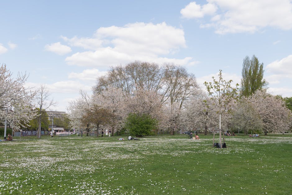A spacious park with a well-maintained grassy area, several mature trees with green and dark purple foliage, and a few people sitting on benches and the grass under partly cloudy skies. The scene features a pathway running through the park, visible in the background, indicating an accessible outdoor space suitable for leisure activities. The lighting suggests daytime with natural sunlight filtering through the tree canopy, creating a mix of light and shadow on the ground. This environment provides a peaceful setting that could be relevant for home relocation or packing and moving preparations near a residential area like Brockley, especially when considering park-side access and parking tips, as referenced by Man With a Van Brockley's moving services.